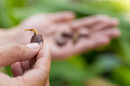 Cocoa seed sprouting in hand background.の写真素材