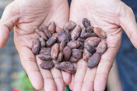 Ripe cocoa pod and dried cocoa seed in hand.の写真素材