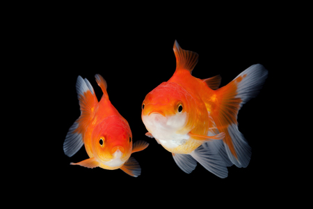 close up goldfish isolated on a black background.の写真素材