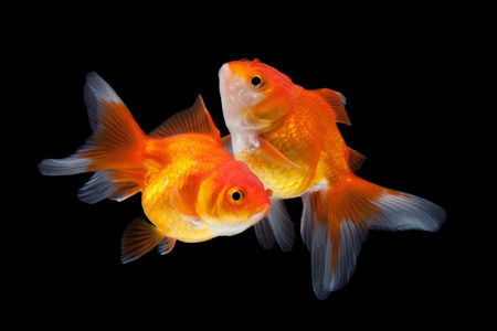 close up goldfish isolated on a black background.の写真素材