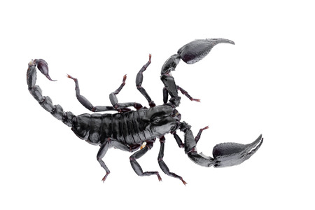 Black scorpions isolated on a white background.の写真素材
