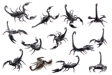 Black scorpions isolated on a white background.の写真素材