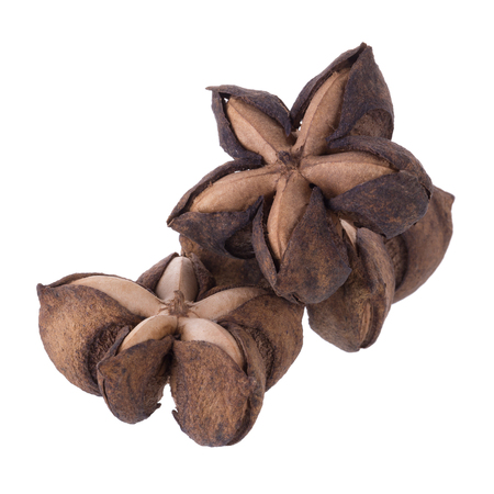 Sacha inchi peanut seed isolate on white background.の写真素材