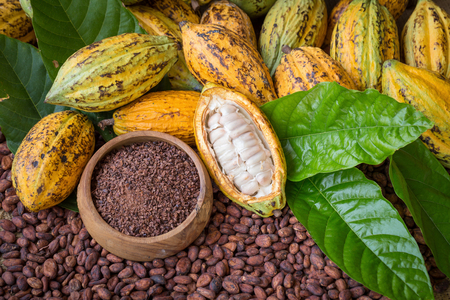 Ripe cocoa pod and nibs, cocoa beans setup background.の写真素材