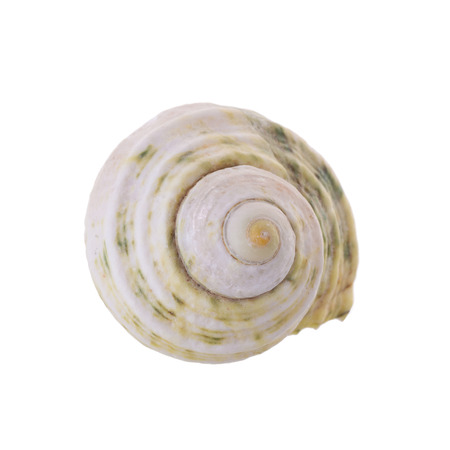 Sea shells arranged isolating on a white background.