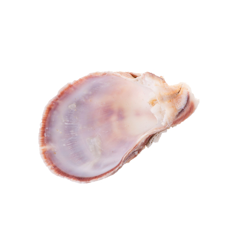 Sea shells arranged isolating on a white background.