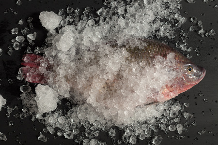 Fresh Nile tilapia Mango fish Nilotica Fish on Ice and black Background.の写真素材