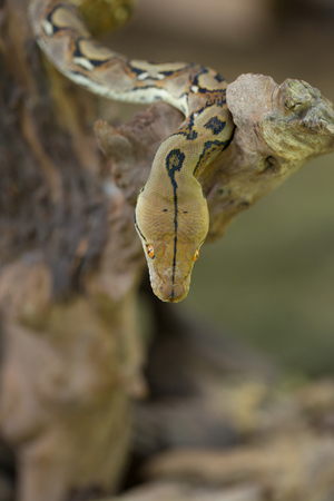 Reticulated python, Boa constrictor snake on tree branch.の写真素材