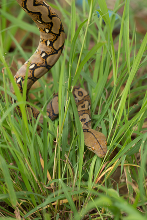 Boa Snake in the grass, Boa constrictor snake on tree branch.