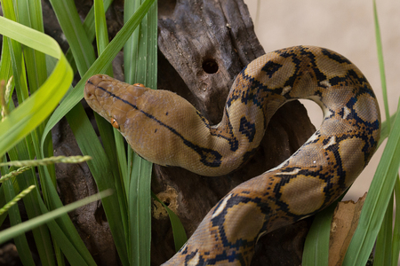 Reticulated python, Boa constrictor snake on tree branch.