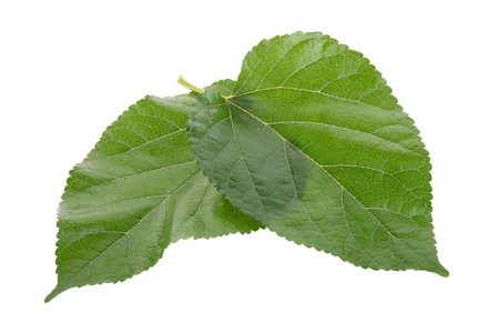 Mulberry leavesisolated on over white background.の写真素材