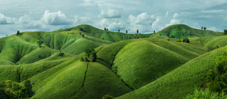 Agricultural Green corn field on hill with blue sky.