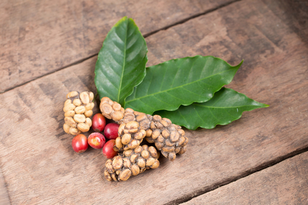 Kopi luwak or civet coffee, Coffee beans excreted by the civet.の写真素材