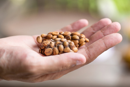 Kopi luwak or civet coffee, Coffee beans excreted by the civet on hand.の写真素材