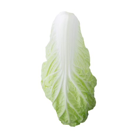 fresh chinese cabbage isolated on a white background.の写真素材