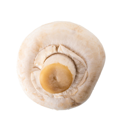 White champignon mushrooms, Champignon Isolated on White Background.の写真素材