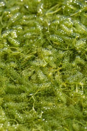 Sea grapes ( green caviar ) seaweed, Healthy food.の写真素材