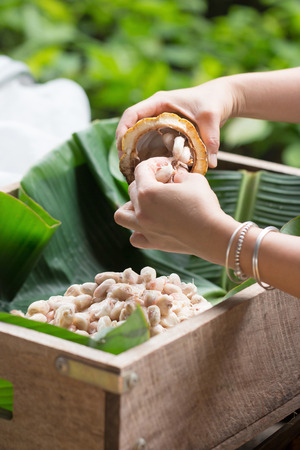 Fresh cocoa beans in the hand of a farmer.の写真素材