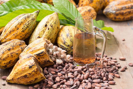 Raw Cocoa beans and cocoa pod on a wooden surface.の写真素材