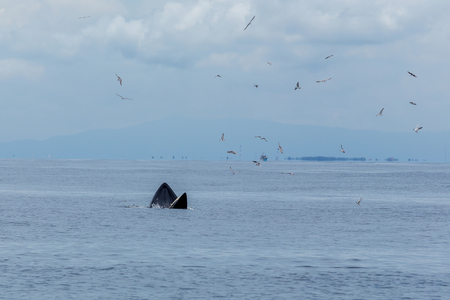 Bryde's whale, Eden's whale feeding small fish, Whale in gulf of Thailand.の写真素材