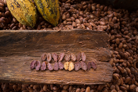 Choosing raw cacao beans with hand of man.の写真素材