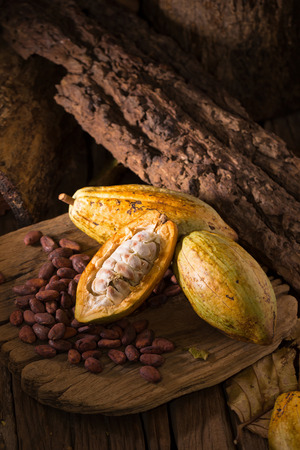Cacao fruit, raw cacao beans, Cocoa pod on wooden background.の写真素材