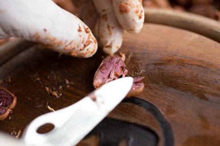 Choosing raw cacao beans with hand of man.の写真素材