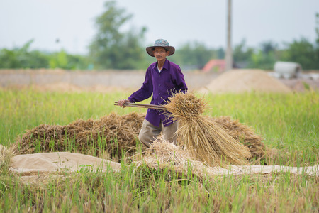 Farmers are hitting the rice plant for keep seed rice,in LampangThailand on 19 November 2017.のeditorial素材