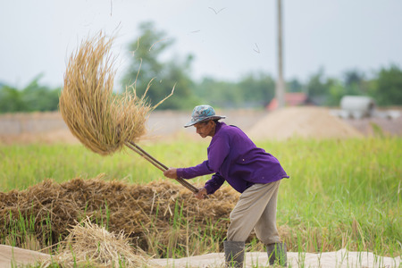 Farmers are hitting the rice plant for keep seed rice,in LampangThailand on 19 November 2017.のeditorial素材