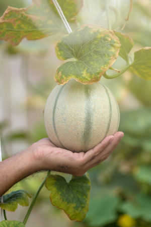 Farmer holding in hands fresh yellow melon harvest on the field.の写真素材