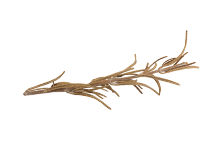 Dried rosemary isolated on a white background.の写真素材