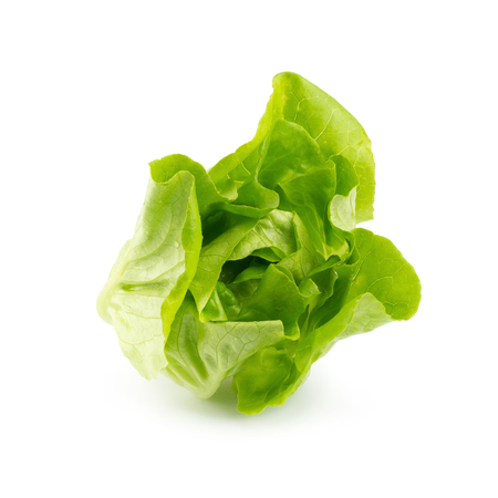 Fresh butterhead salad isolated on white background.の写真素材
