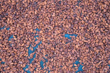 Cacao beans drying in the sun on a bamboo mat.の写真素材