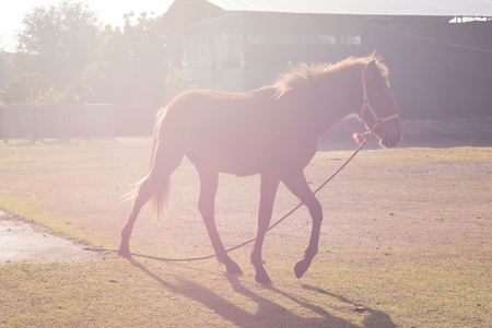 Horse munches mouthful of green grass in a lush green field.の写真素材