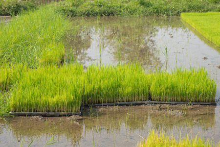 Seedlings of rice in rice fields. oung rice are growing in the paddy field/Rice field.の写真素材