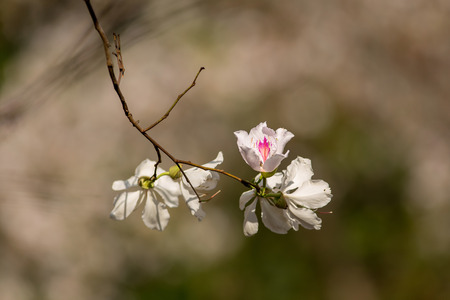 Bauhinia variegata Purple orchid tree, Bauhinia variegata is a species of plant family Fabaceae.の写真素材
