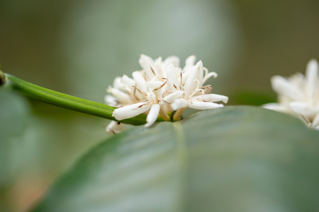 Blooming white Coffee flower on tree in North of thailand.の写真素材