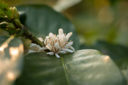 Blooming white Coffee flower on tree in North of thailand.の写真素材