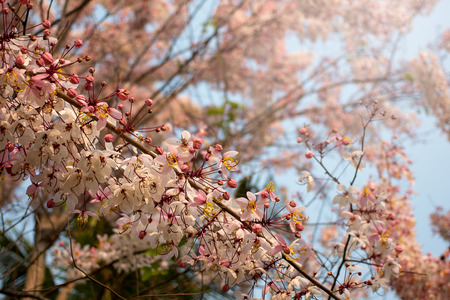 Pink flower of Wishing tree, pink shower, cassia bakeriana craib. Thailand.の写真素材