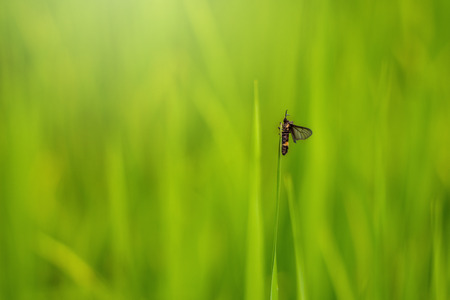 Beautiful abstract view of young paddy plants, View of paddy fields.の写真素材