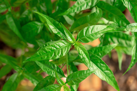 Pseuderanthemum palatiferum (Nees) Radlk, green leaves are medicinal herbs.の写真素材