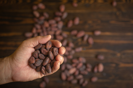 Cocoa beans in hand on old natural wooden background.の写真素材