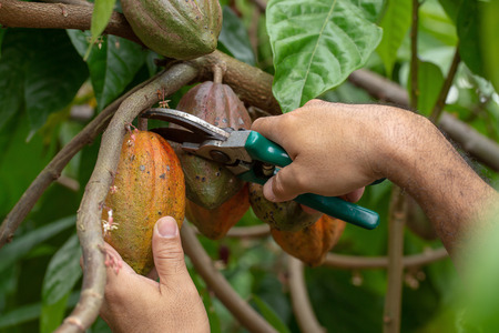 Cacao fruit, Fresh cocoa pod in hands, Cocoa pod on tree.の写真素材