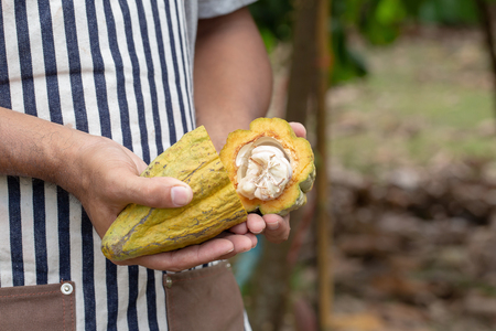 Cacao fruit, Fresh cocoa pod in hands, Cocoa pod on tree.の写真素材