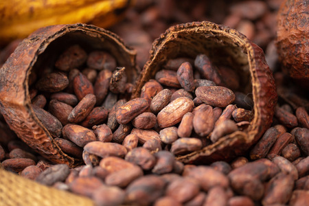 cocoa beans and cocoa pod pouring out into a burlap sack.の写真素材