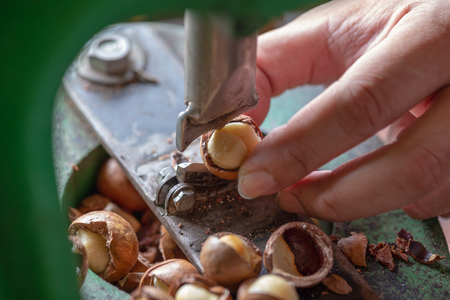 Shell cracker for cracking macadamia, open macadamia nut.の写真素材