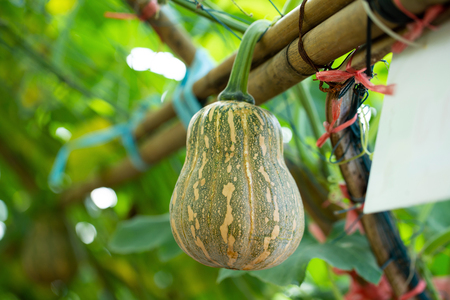 Butternut squash pumpkins hanging from the bamboo fence  in the garden.の写真素材