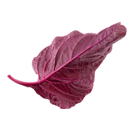 Red spinach leaves isolated on white background.の写真素材