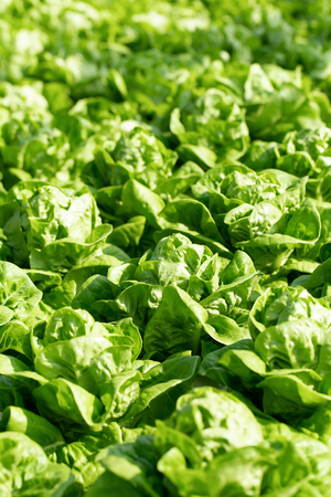 Fresh Butterhead lettuce leaves, Salads vegetable in the agricultural hydroponics farm.の写真素材