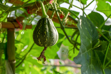 Butternut squash pumpkins hanging from the bamboo fence  in the garden.の写真素材